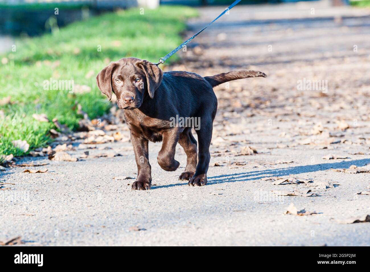 chiot labrador en chocolat sur une laisse marchant sur un chemin de halage du canal Banque D'Images