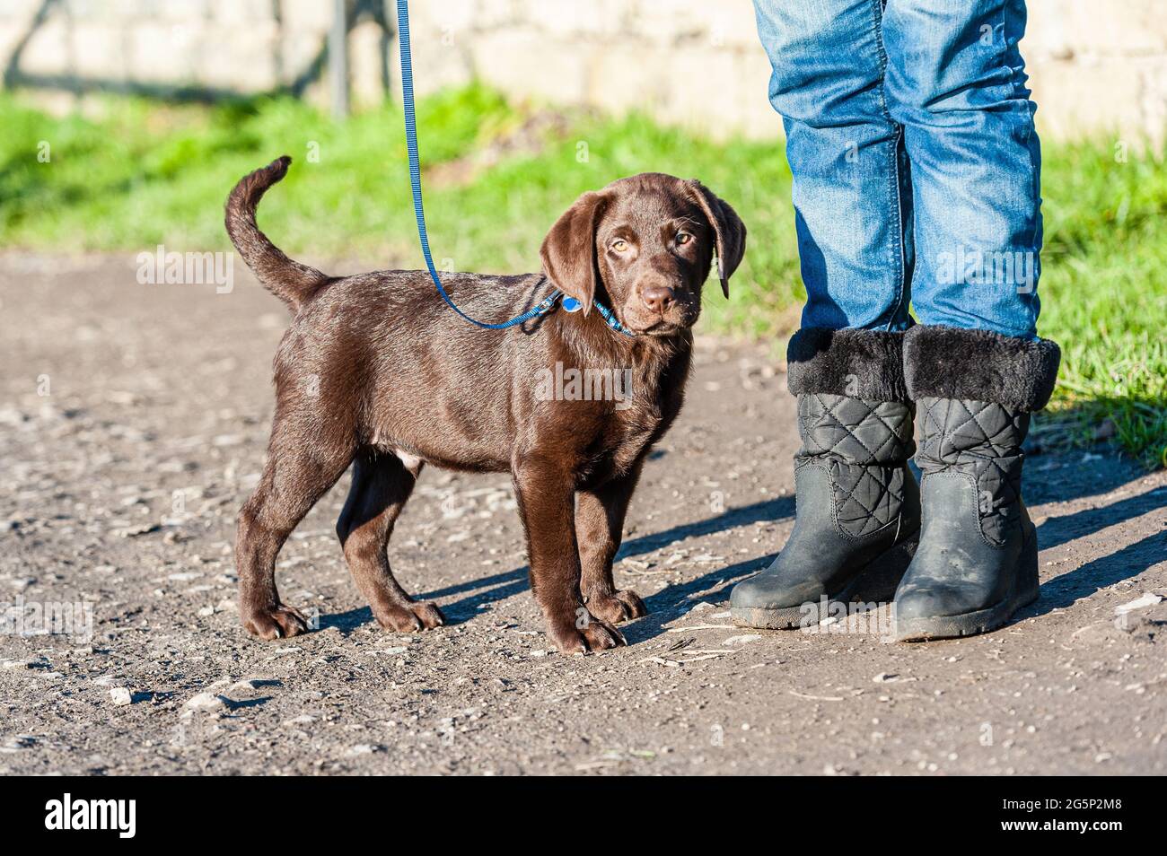 chocolat labrador chiot sur une plomb Banque D'Images