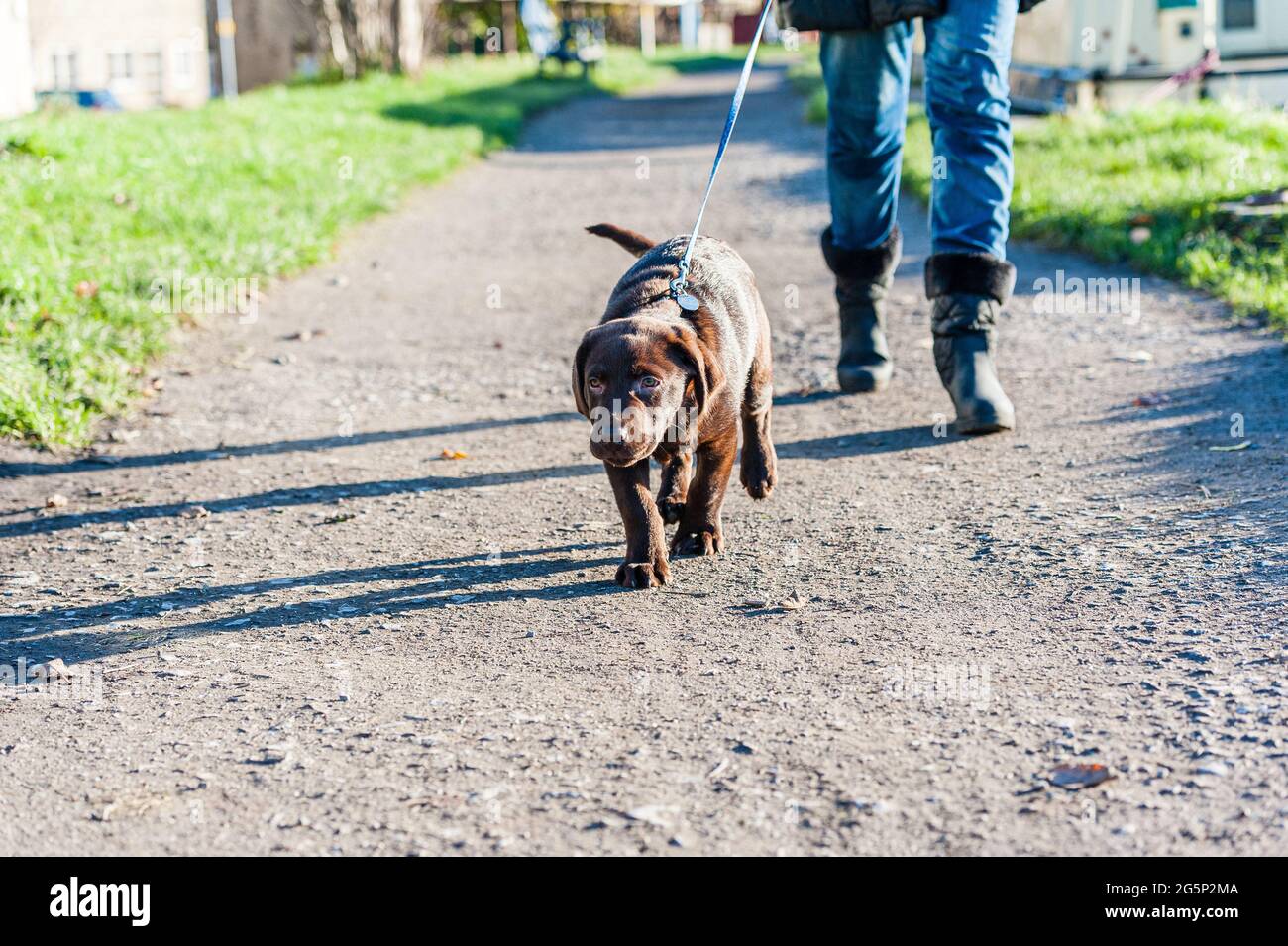 chocolat labrador chiot sur une plomb Banque D'Images