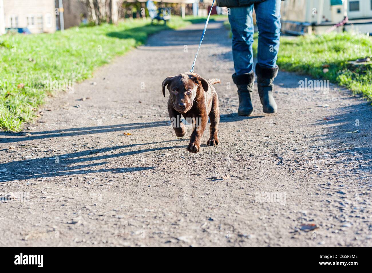 chocolat labrador chiot sur une plomb Banque D'Images