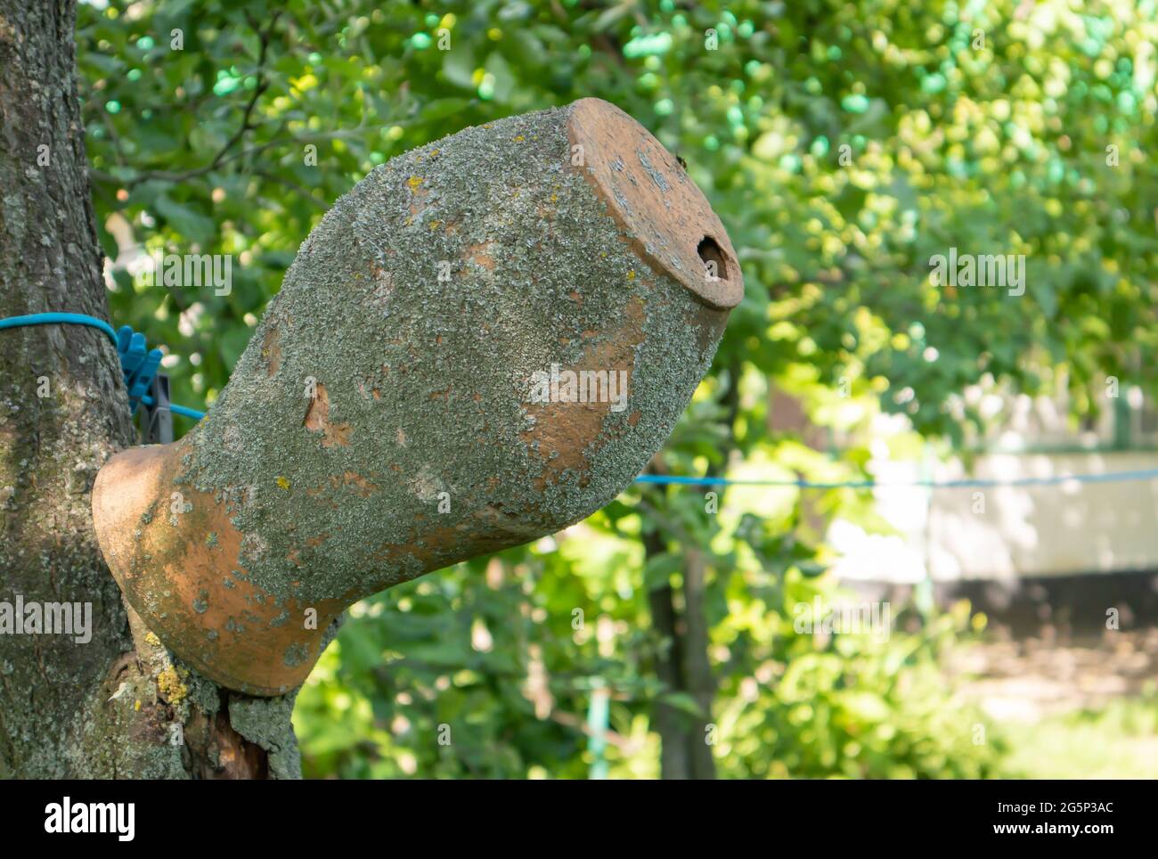 Vieille carafe d'argile sur une branche d'arbre, village ukrainien. Un pot à la campagne. Vaisselle traditionnelle faite à la main antique. Verseuse en céramique fissurée, éraflements Banque D'Images