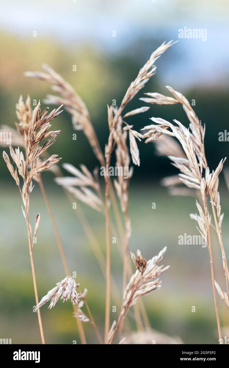 De magnifiques épillets et plantes séchées sur un fond de nature flou. Mise au point sélective. Vue en gros plan Banque D'Images