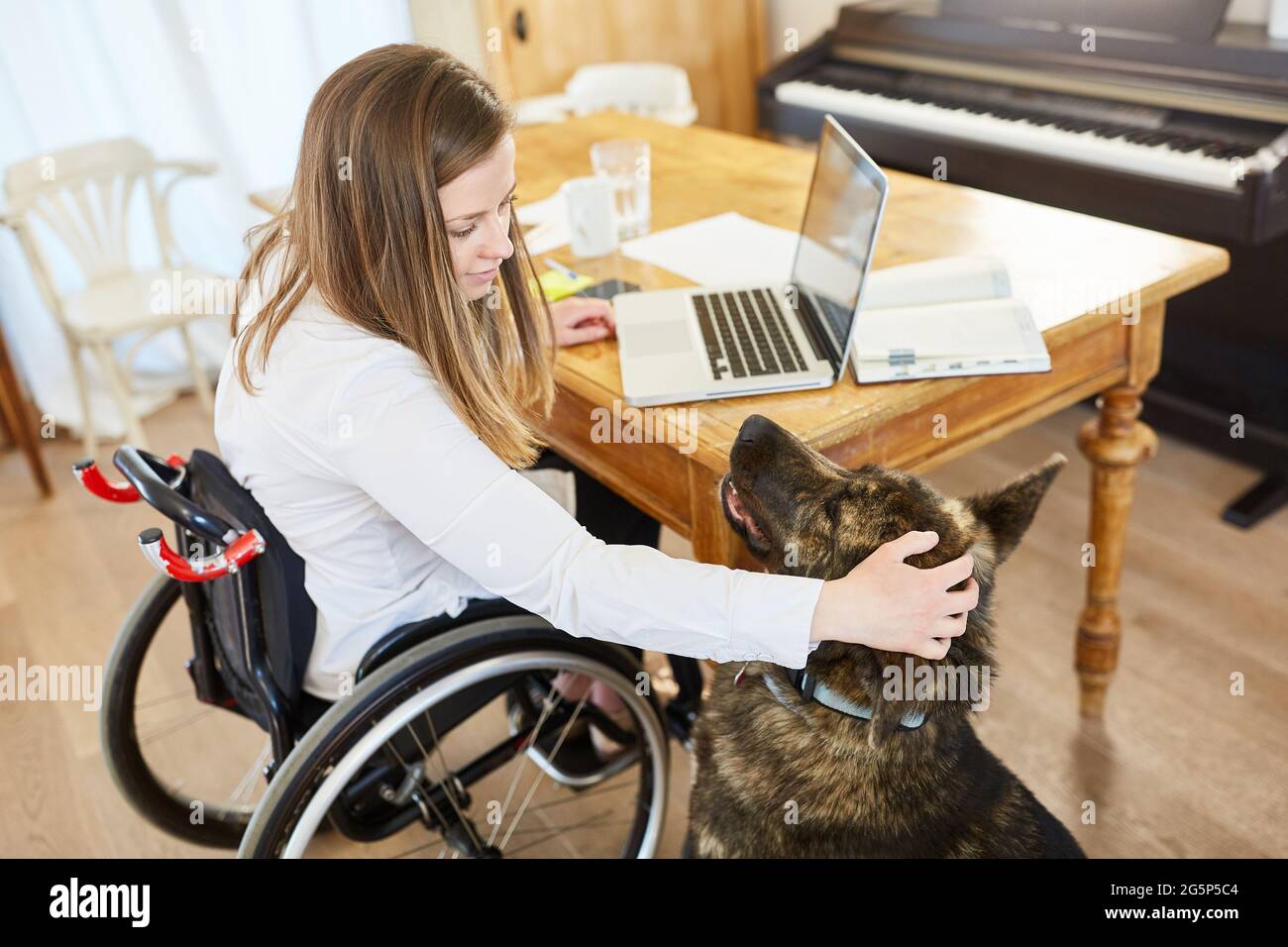 Une femme handicapée en fauteuil roulant sur un ordinateur portable dans le bureau à domicile paws son chien d'assistance Banque D'Images