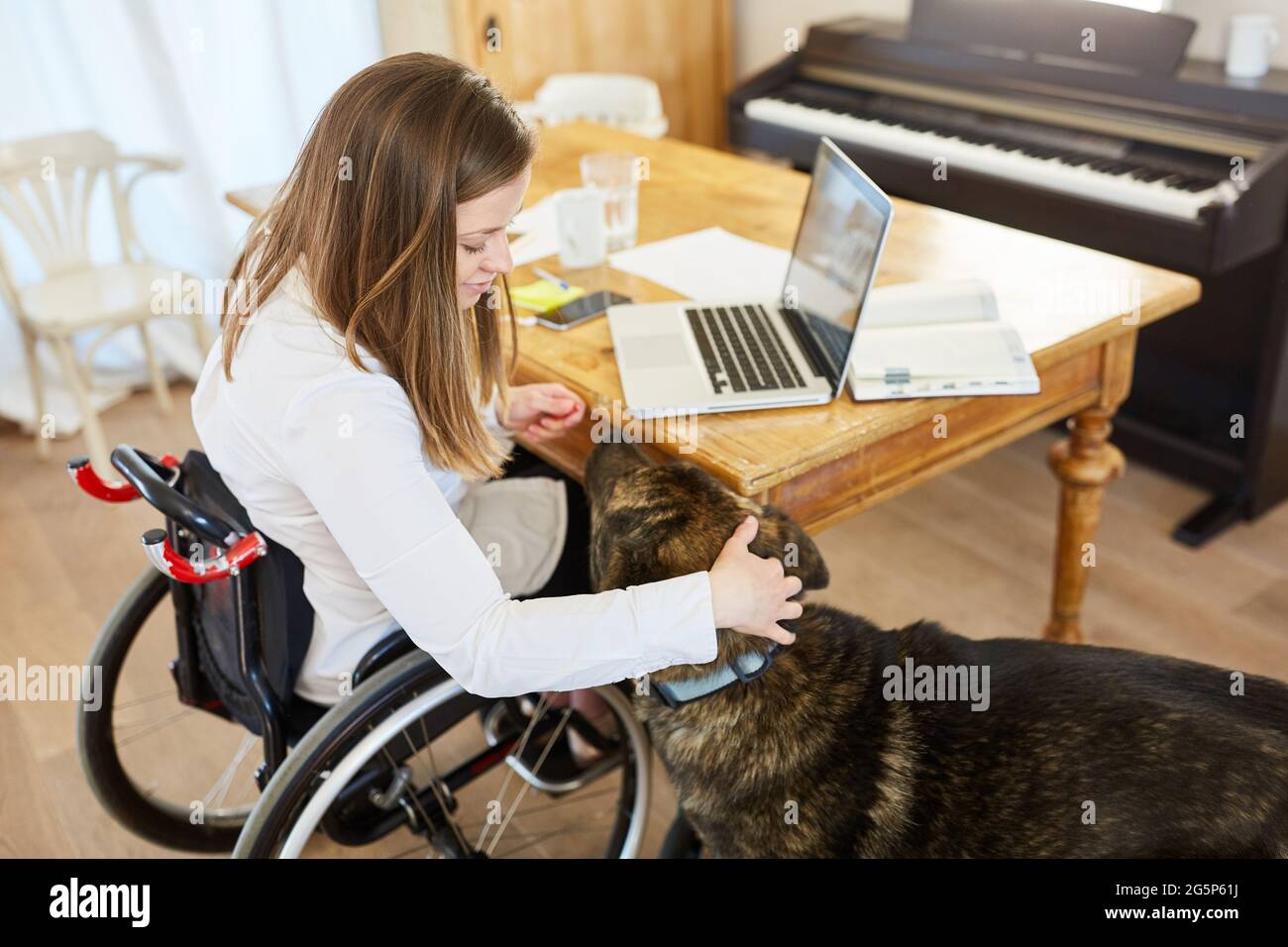 Femme avec paraplégie dans un fauteuil roulant à l'ordinateur dans le bureau à la maison paws son chien d'assistance Banque D'Images