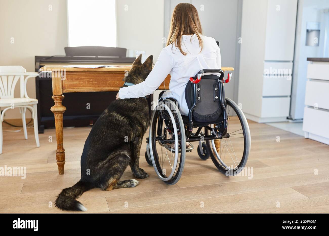 Chien d'assistance comme soutien près d'une femme paralysée dans un fauteuil roulant à la table dans le bureau à domicile Banque D'Images