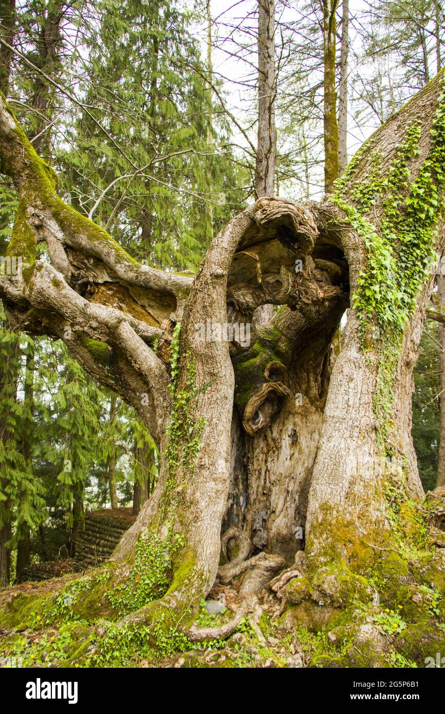 Plan vertical de l'arbre Linden, vieux de mille ans, dans une forêt Banque D'Images