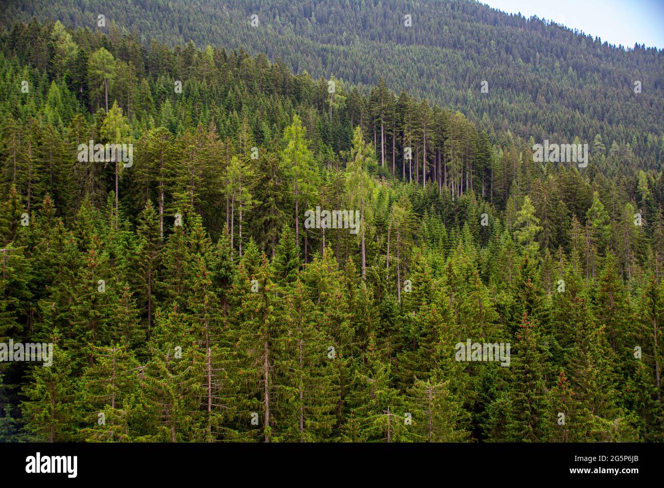 Gros plan d'une forêt à feuilles persistantes dans les Alpes autrichiennes Banque D'Images