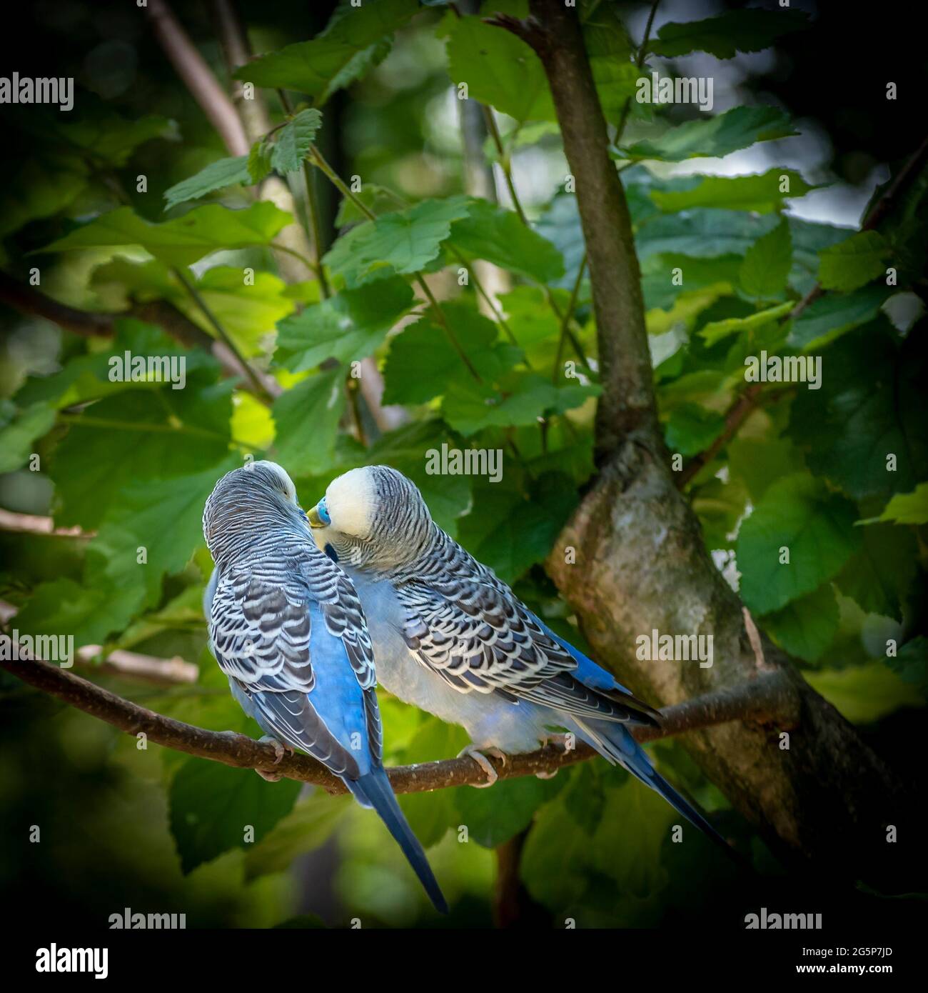 Couple de perroquets australiens bleus paire sur une branche extérieure Banque D'Images