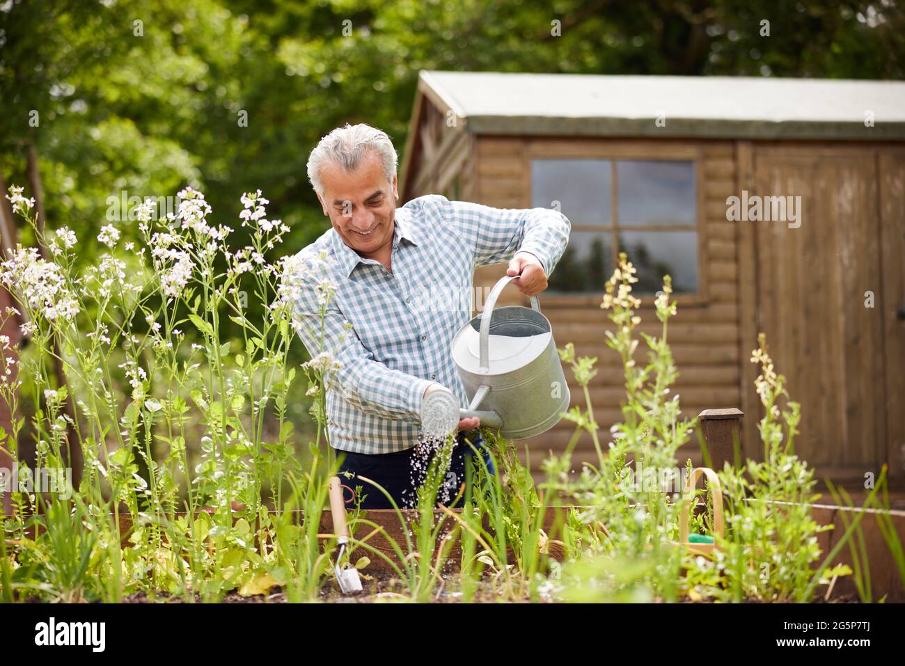 Homme senior dans le jardin à la maison arroser les légumes dans les lits surélevés Banque D'Images