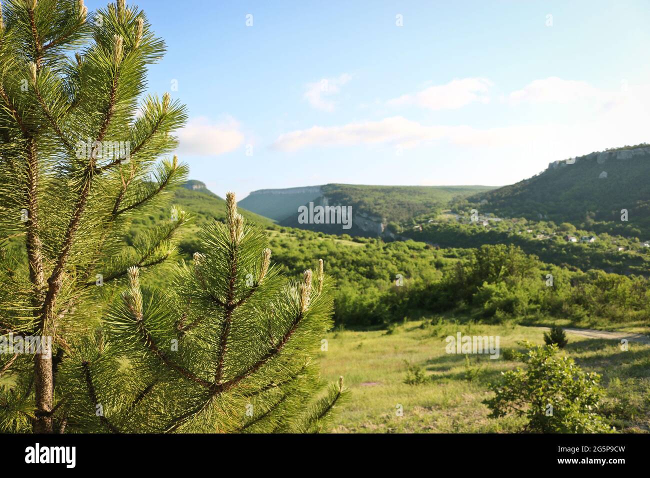 Jeunes pousses de pin autrichien (Pinus nigra) sur fond de vallée de Karalez, district de Bakhchisarai, Crimée, Russie. Banque D'Images