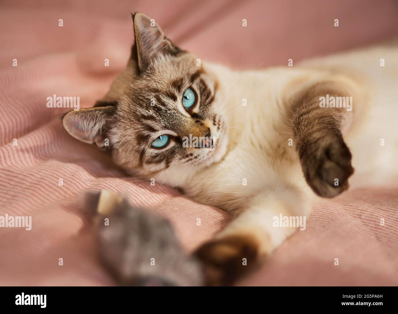 Un joli chaton thaïlandais rayé aux yeux bleus est lazly couché sur une couverture rose sur le lit et joue avec un jouet de souris moelleux. Un animal de compagnie et un jouet. Banque D'Images