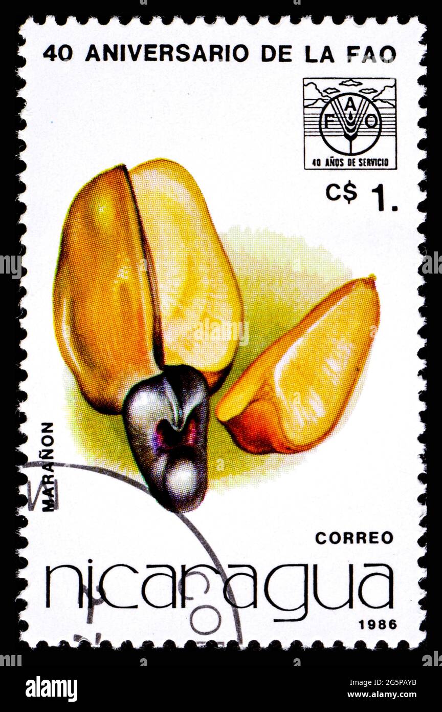 NICARAGUA - VERS 1986: Timbre-poste du Nicaragua montrant le fruit Maranon Banque D'Images
