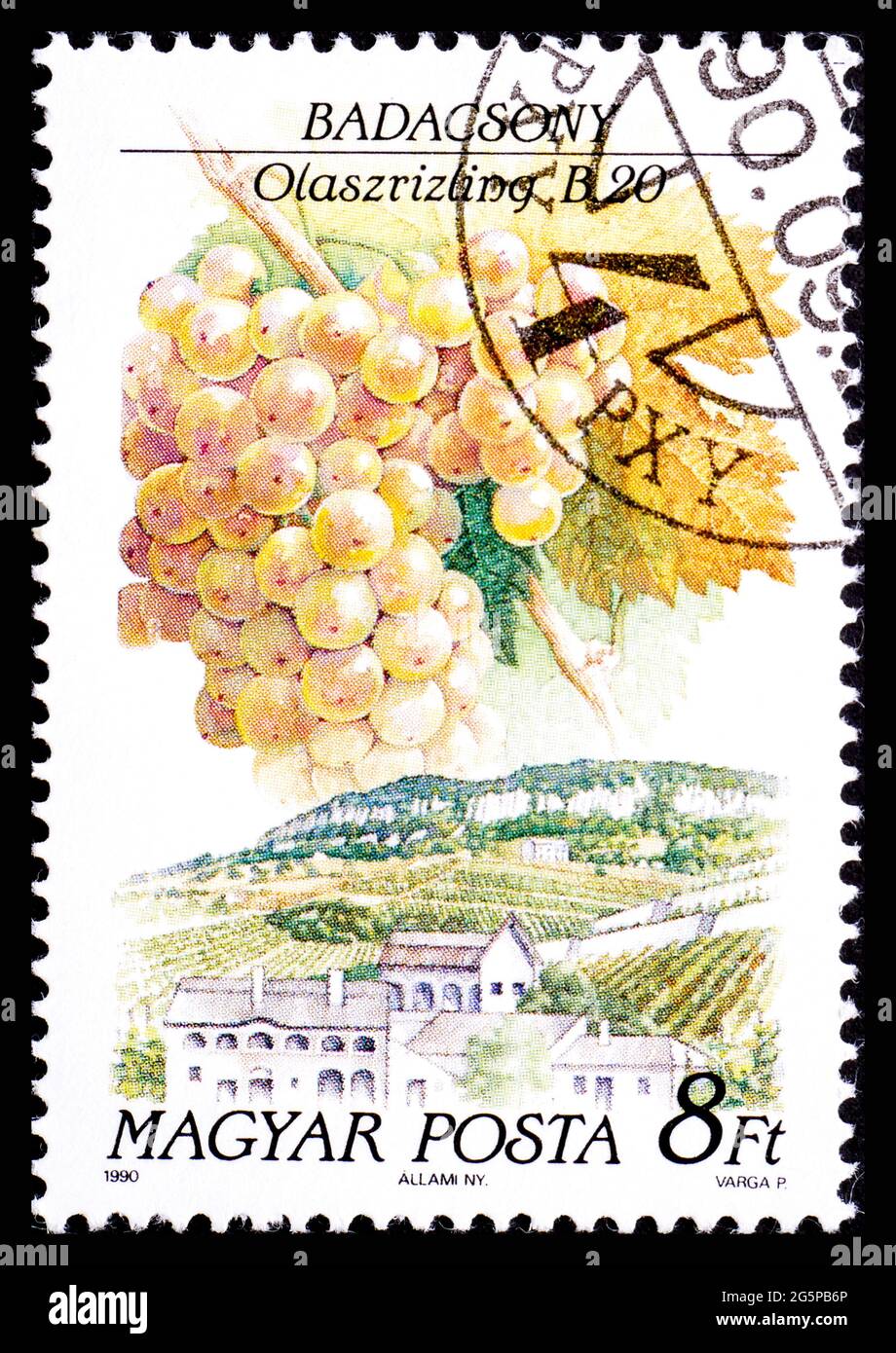HONGRIE - VERS 1990: Timbre-poste de Hongrie montrant une sorte de raisin Olaszrizling dans la région de Badacsony Banque D'Images