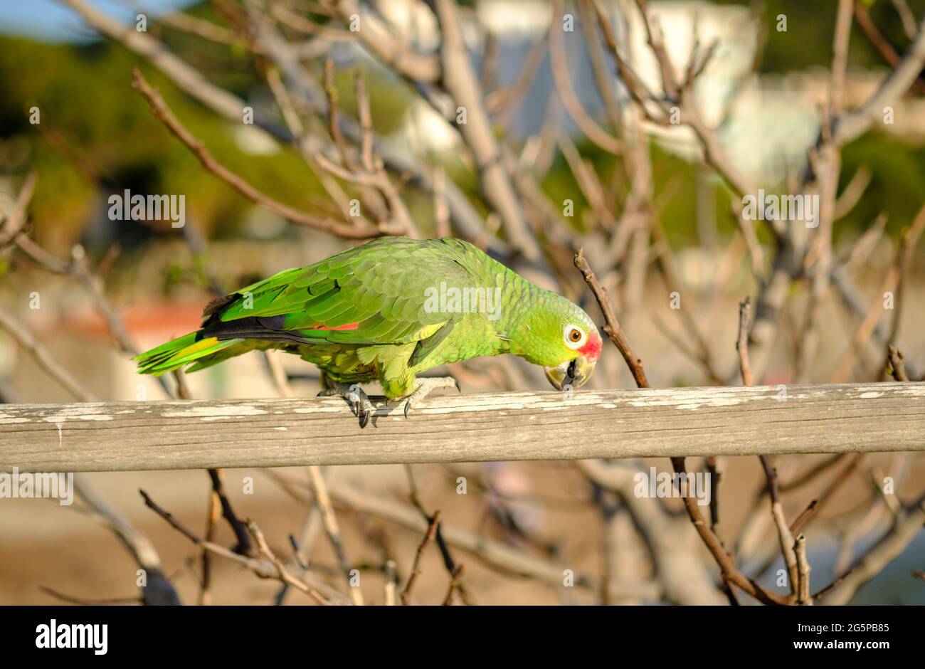 Parrot Amazona autumnalis oiseau coloré isolé, flou arrière-plan Banque D'Images