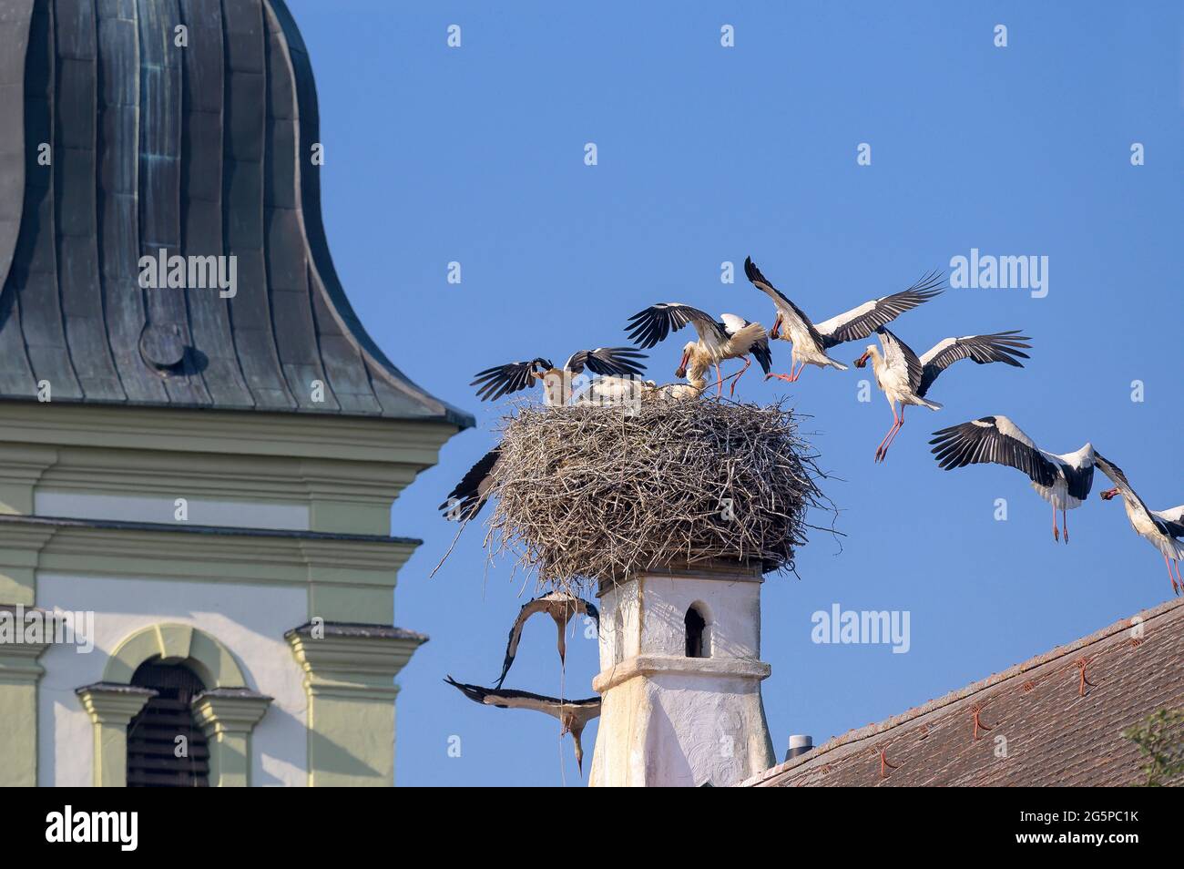 White Stork - Ciconia Ciconia - en vol, à l'approche de son Nest Banque D'Images