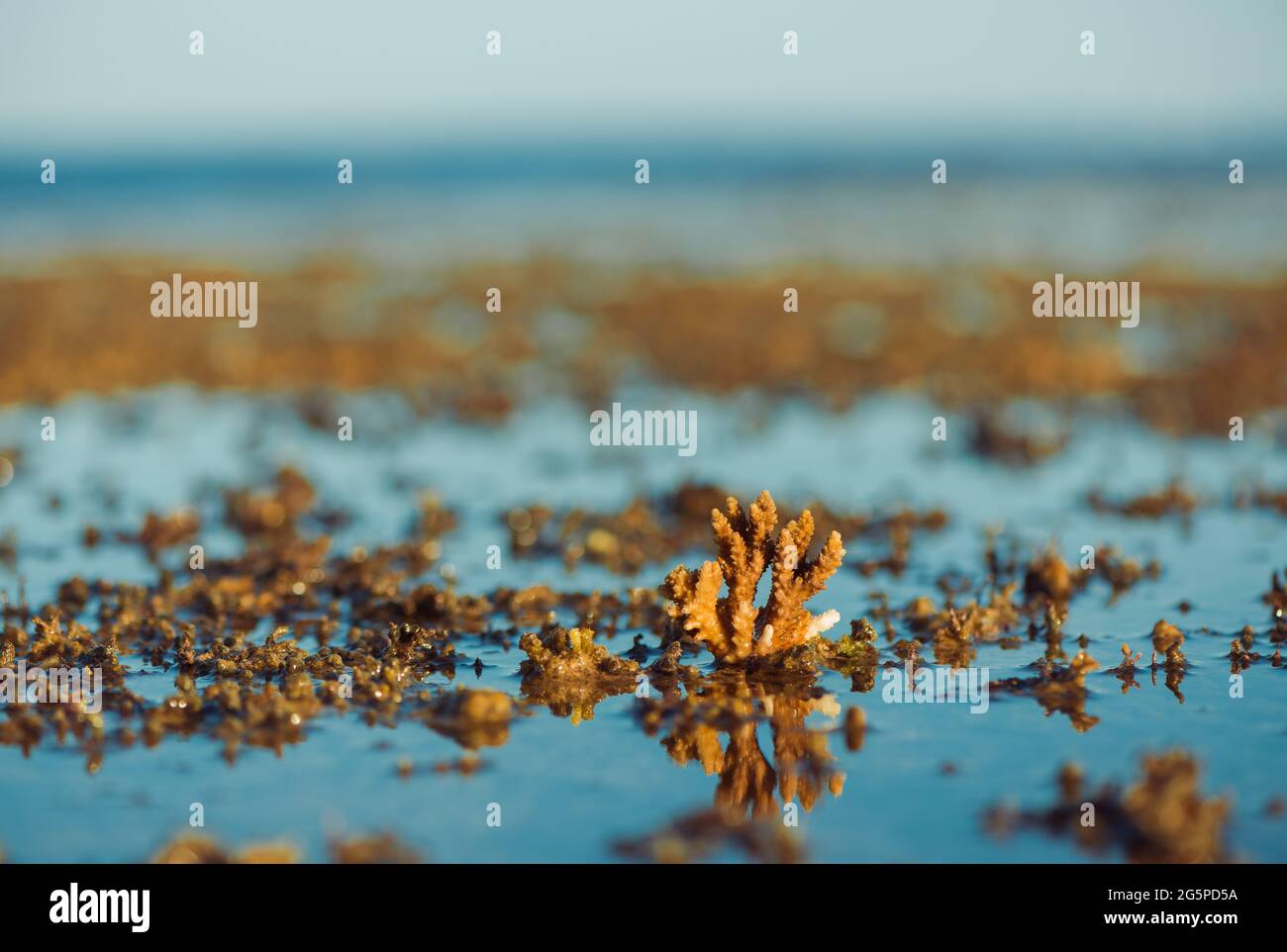 paysage marin à marée basse avec coraux et algues sur pierres Banque D'Images