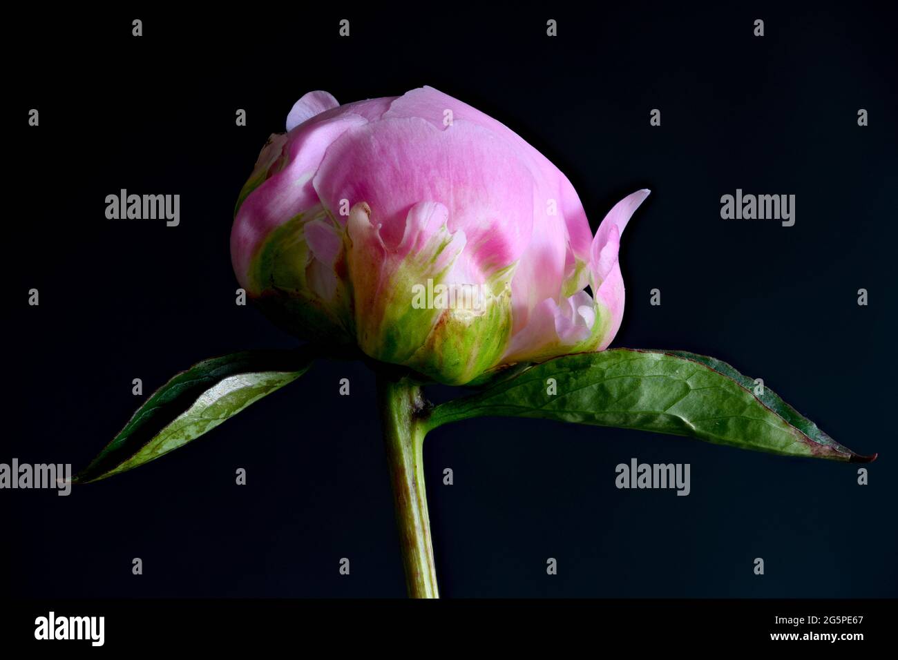 Une spectaculaire fleur de pivoine rose photographiée sur fond noir. C’est une variété appelée ‘Sarah Bernhardt’ Banque D'Images
