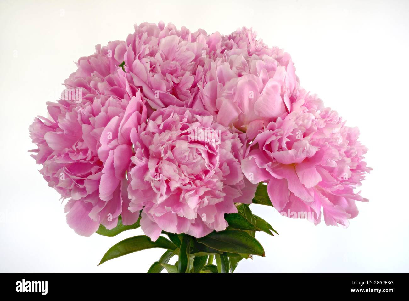 Bouquet de fleurs de pivoine rose spectaculaires photographiées sur fond blanc. C’est une variété appelée ‘Sarah Bernhardt’ Banque D'Images