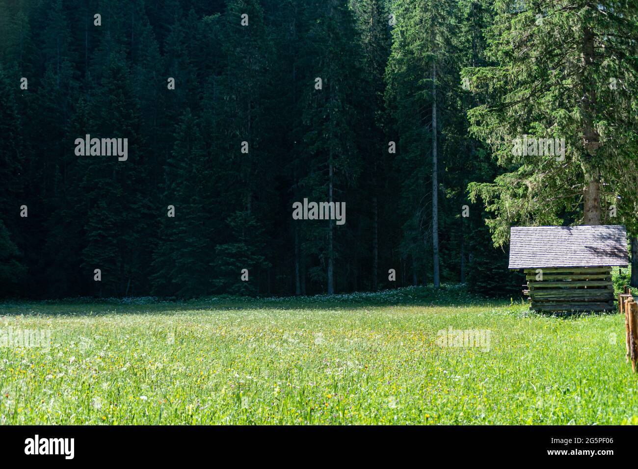 Grange agricole sur un pré vert et un fond forestier dans les Alpes de Salzbourg en autriche Banque D'Images