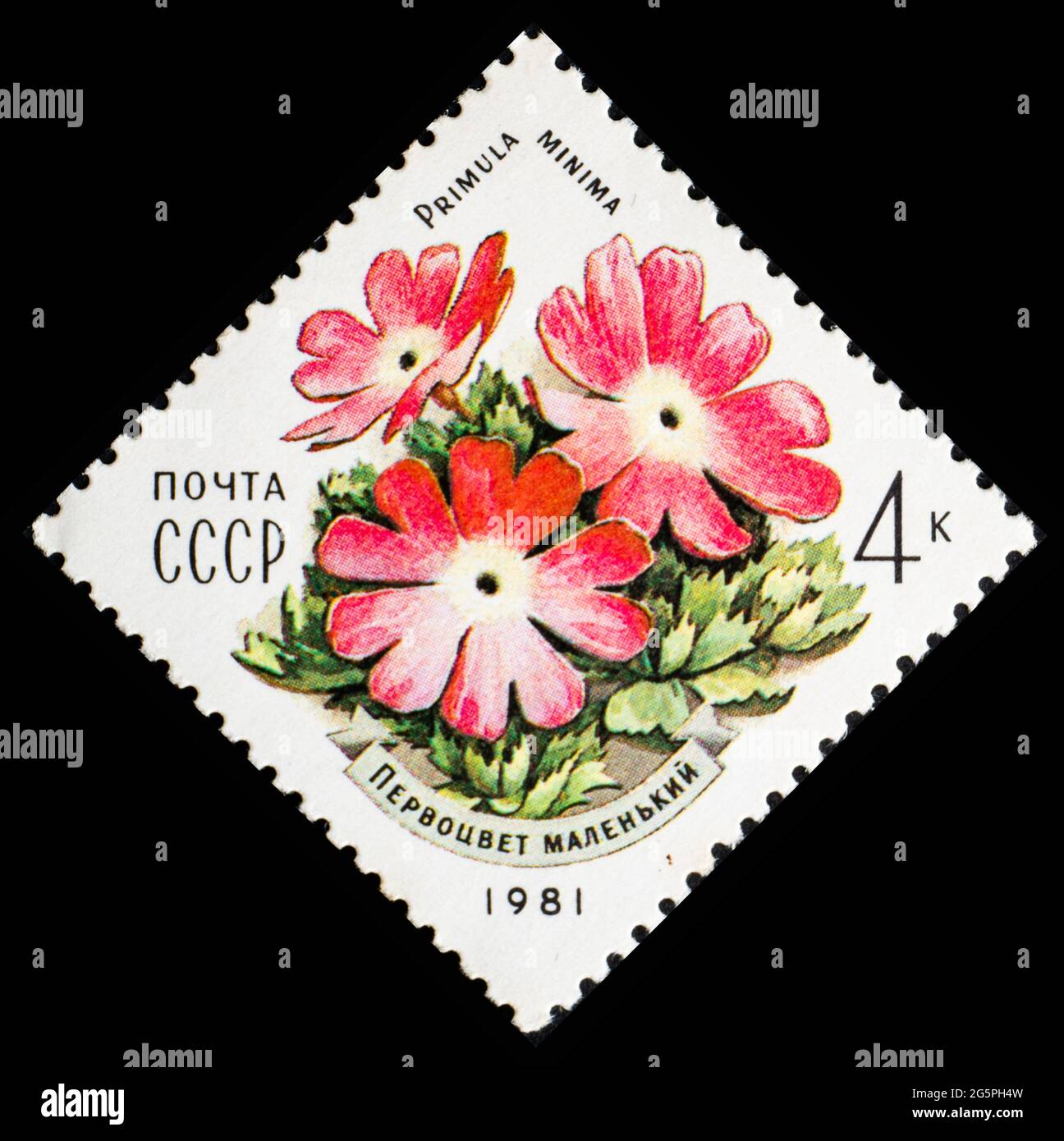 RUSSIE, URSS - VERS 1981: Timbre-poste de l'URSS montrant des fleurs Primula minima Banque D'Images