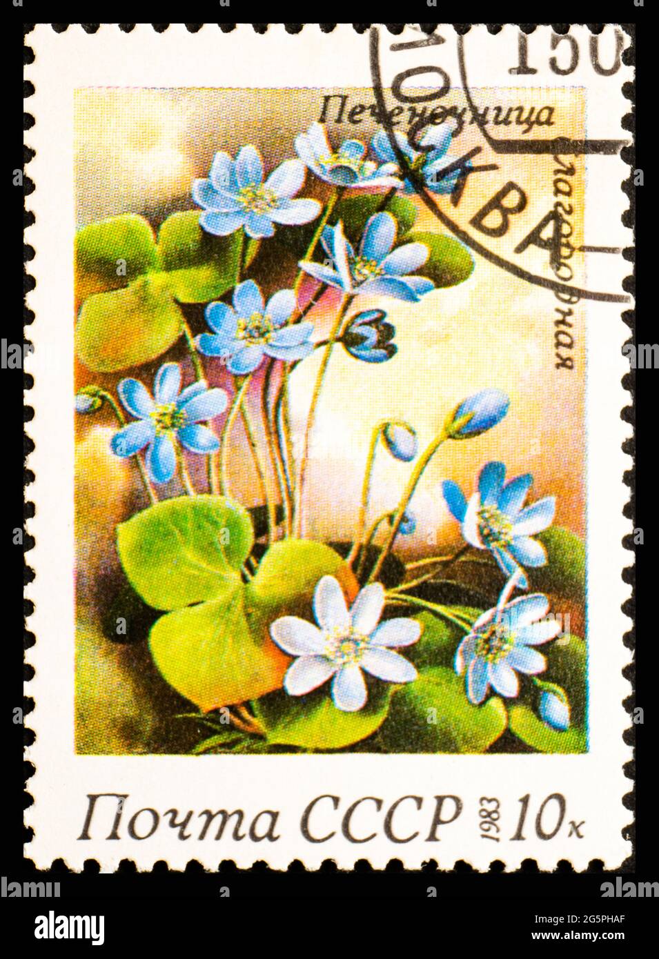 RUSSIE, URSS - VERS 1983: Timbre-poste de l'URSS montrant des fleurs Hepatica Nobilis Banque D'Images