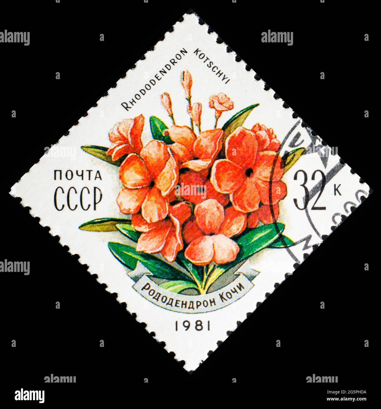 RUSSIE, URSS - VERS 1981: Timbre-poste de l'URSS montrant des fleurs Rhododendron kotschyi Banque D'Images