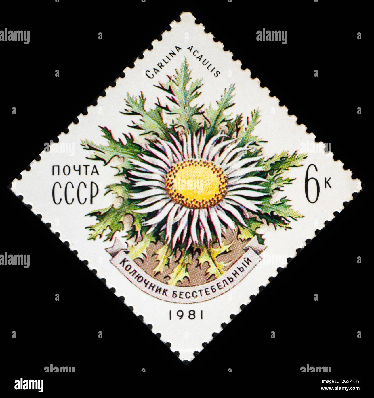 RUSSIE, URSS - VERS 1981: Timbre-poste de l'URSS montrant des fleurs Carlina Acaulis Banque D'Images