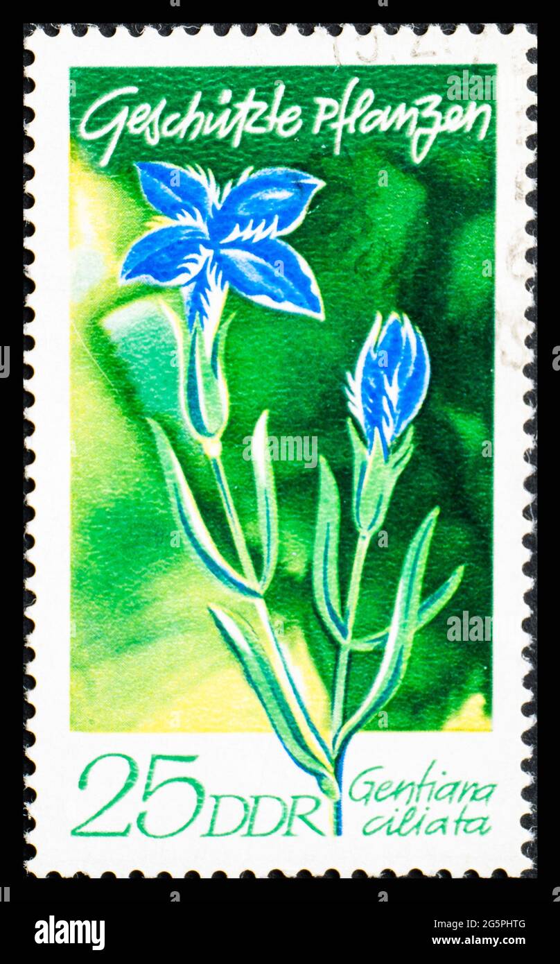 ALLEMAGNE, DDR - VERS 1970: Timbre-poste de DDR montrant des fleurs Gentiana ciliata Banque D'Images