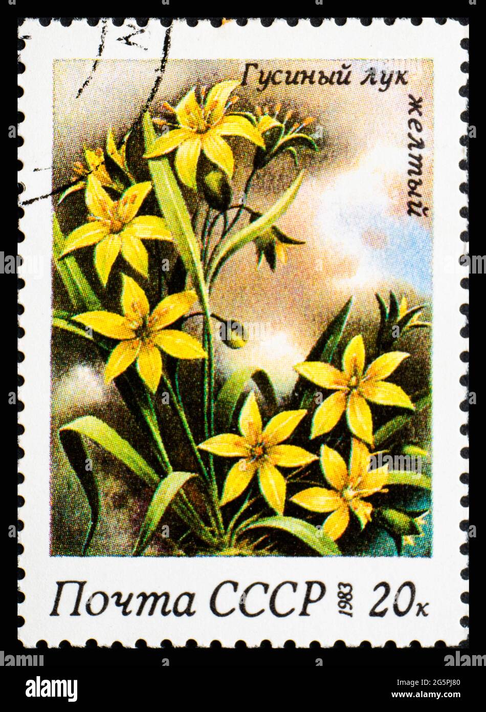 RUSSIE, URSS - VERS 1983: Timbre-poste de l'URSS montrant des fleurs Gagea Lutea Banque D'Images