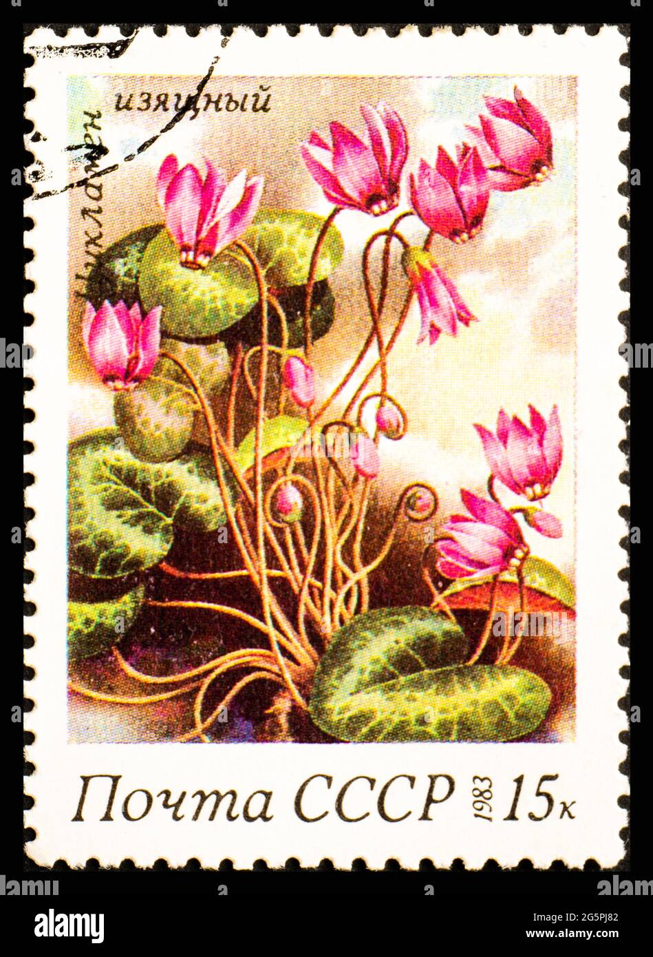RUSSIE, URSS - VERS 1983: Timbre-poste de l'URSS montrant des fleurs Cyclamen elegans Banque D'Images