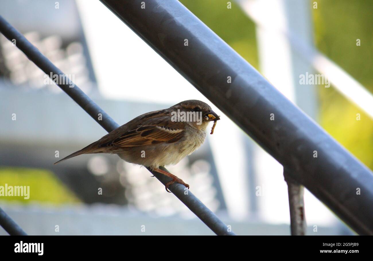 Gros plan d'un petit oiseau sur une clôture sur un arrière-plan flou Banque D'Images