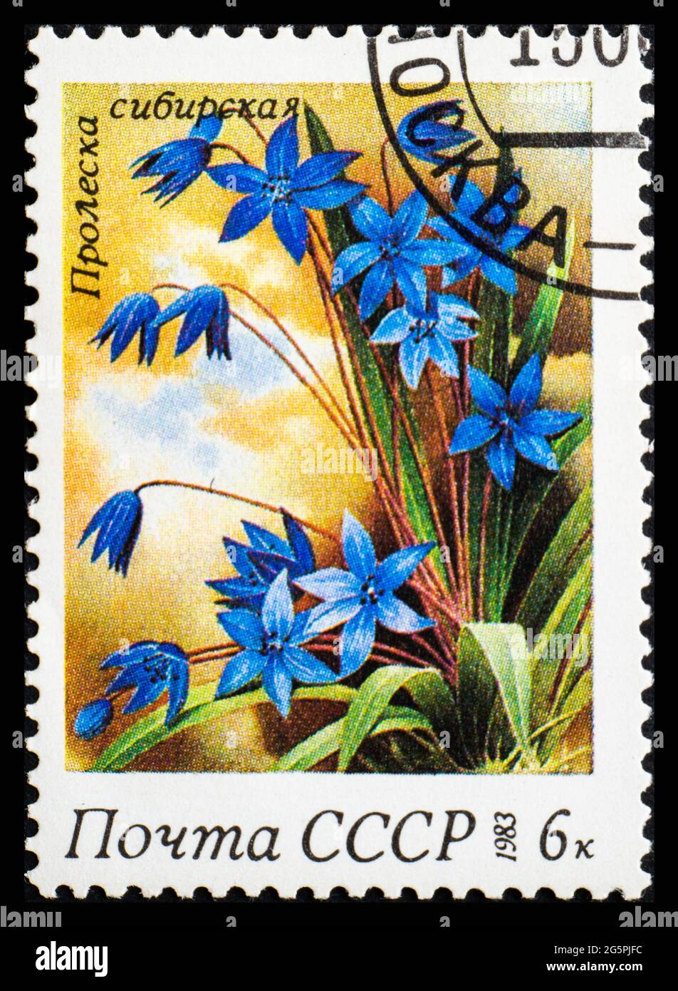 RUSSIE, URSS - VERS 1983: Timbre-poste de l'URSS montrant des fleurs Scilla Siberica Banque D'Images