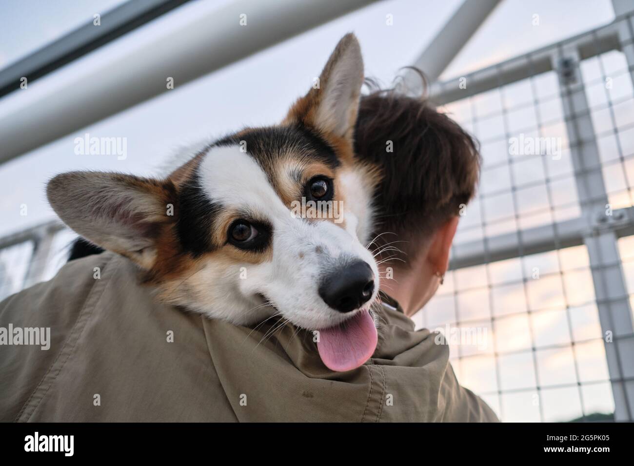 Welsh Corgi Pembroke tricolor se trouve sur l'épaule de sa femme propriétaire et regarde avec de grands yeux qui dépassent de sa langue avec plaisir. Vue de face par dessous Banque D'Images