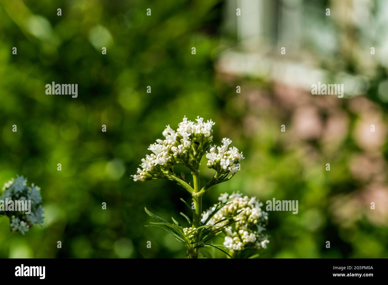 Belles fleurs aux inflorescences blanches sur un fond flou. La photo a été prise à Chelyabinsk, Russie. Banque D'Images