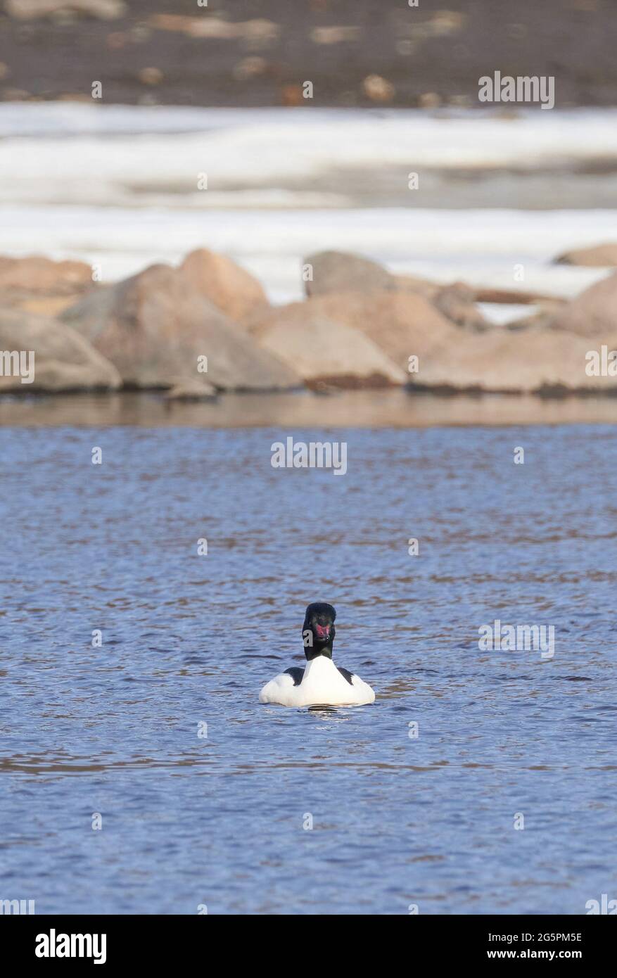 magnifique canard sur la rivière Banque D'Images