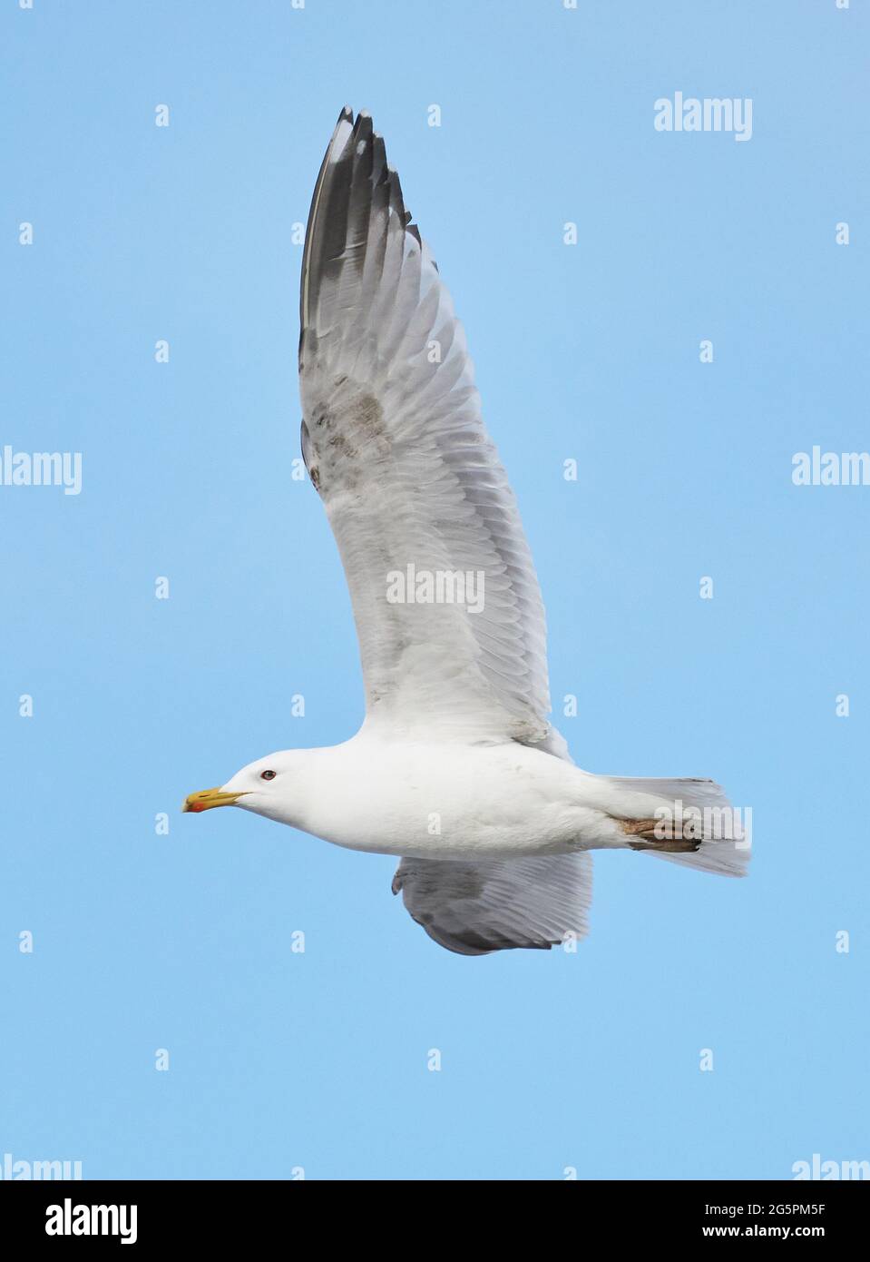 magnifique mouette en vol contre le ciel Banque D'Images