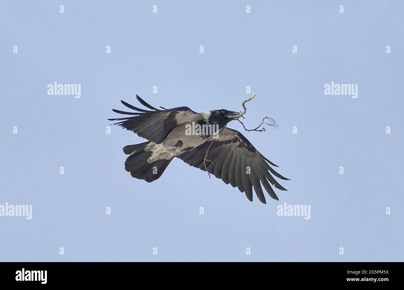 un corbeau vole avec une brindille dans son bec Banque D'Images