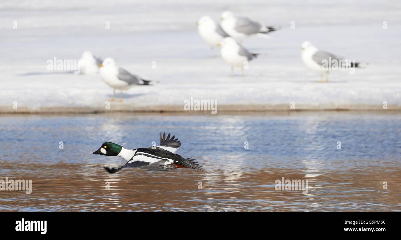 canard en vol contre le fond de la rivière Banque D'Images