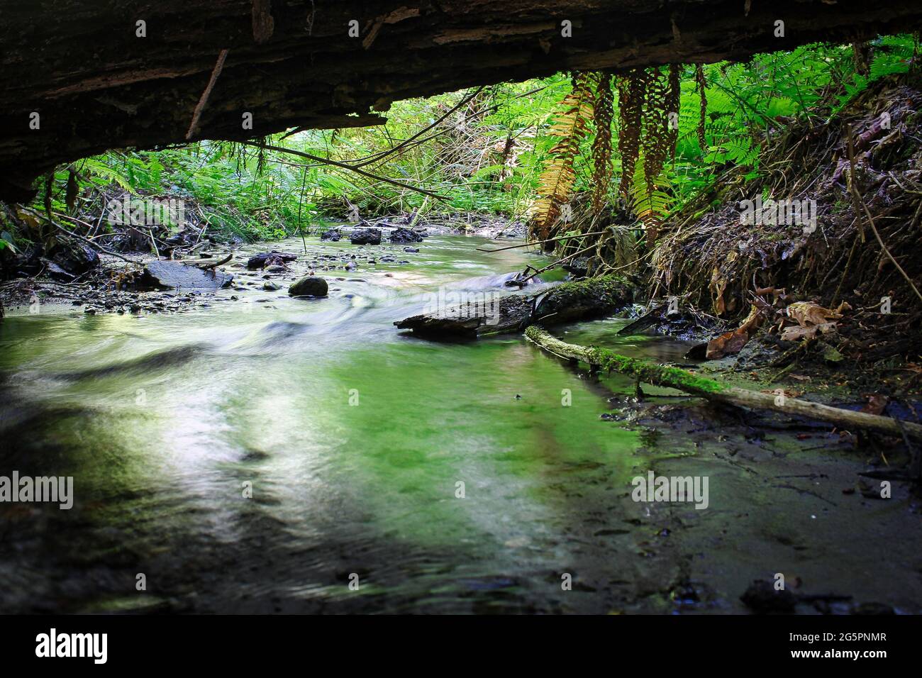 Ruisseau boisé au fond d'un ravin. Banque D'Images