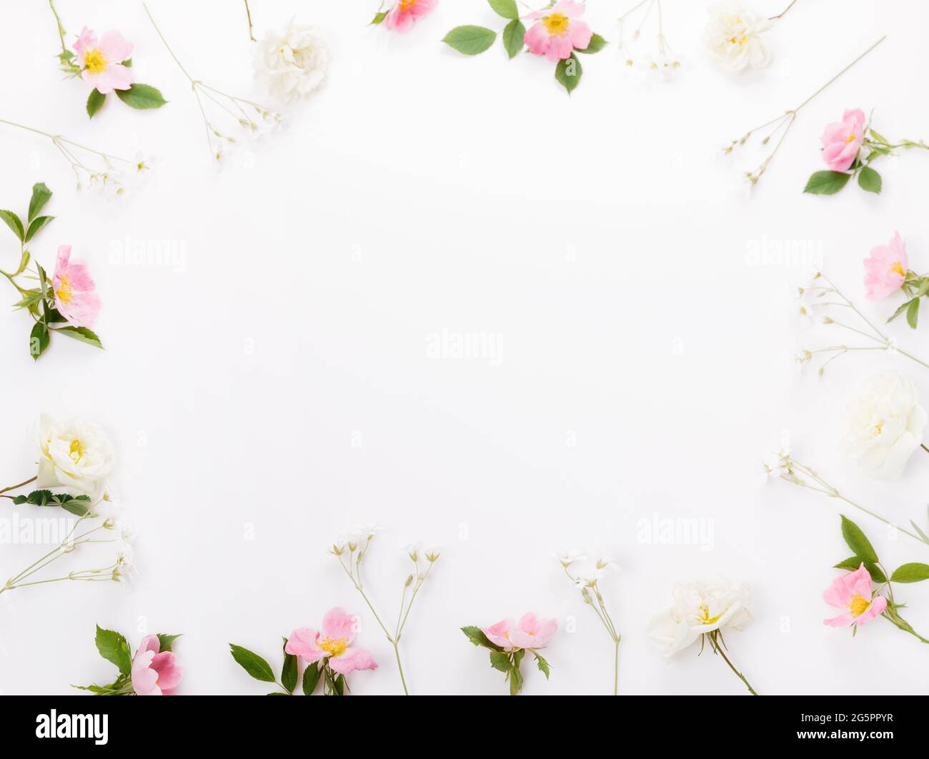 Composition de fleurs sauvages festives sur fond blanc. Vue de dessus du plafond, pose à plat. Copier l'espace. Banque D'Images