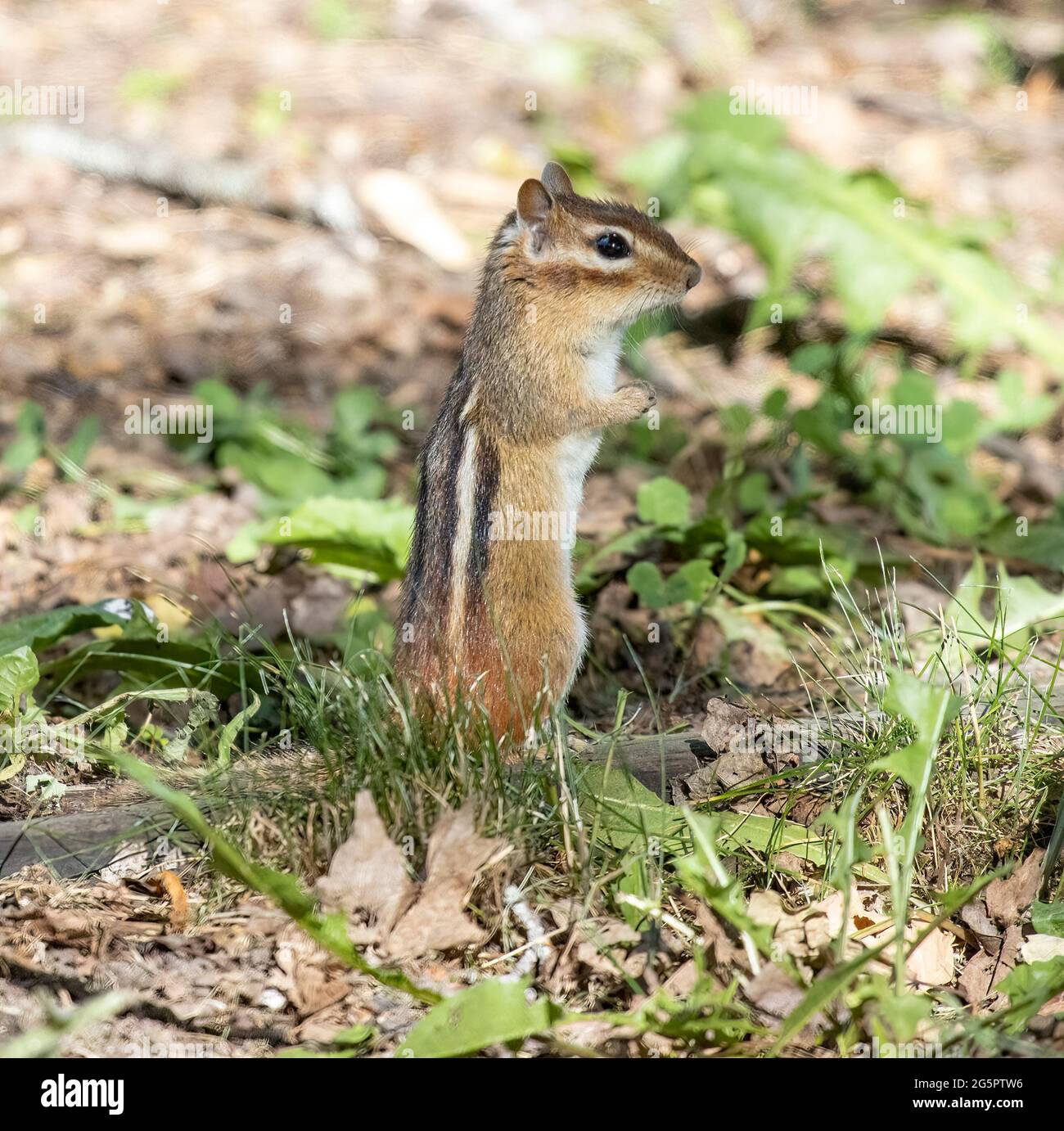 Chipmunk de l'est ( Tamias striatus ) debout sur les pattes arrière dans la vue latérale de l'herbe Banque D'Images