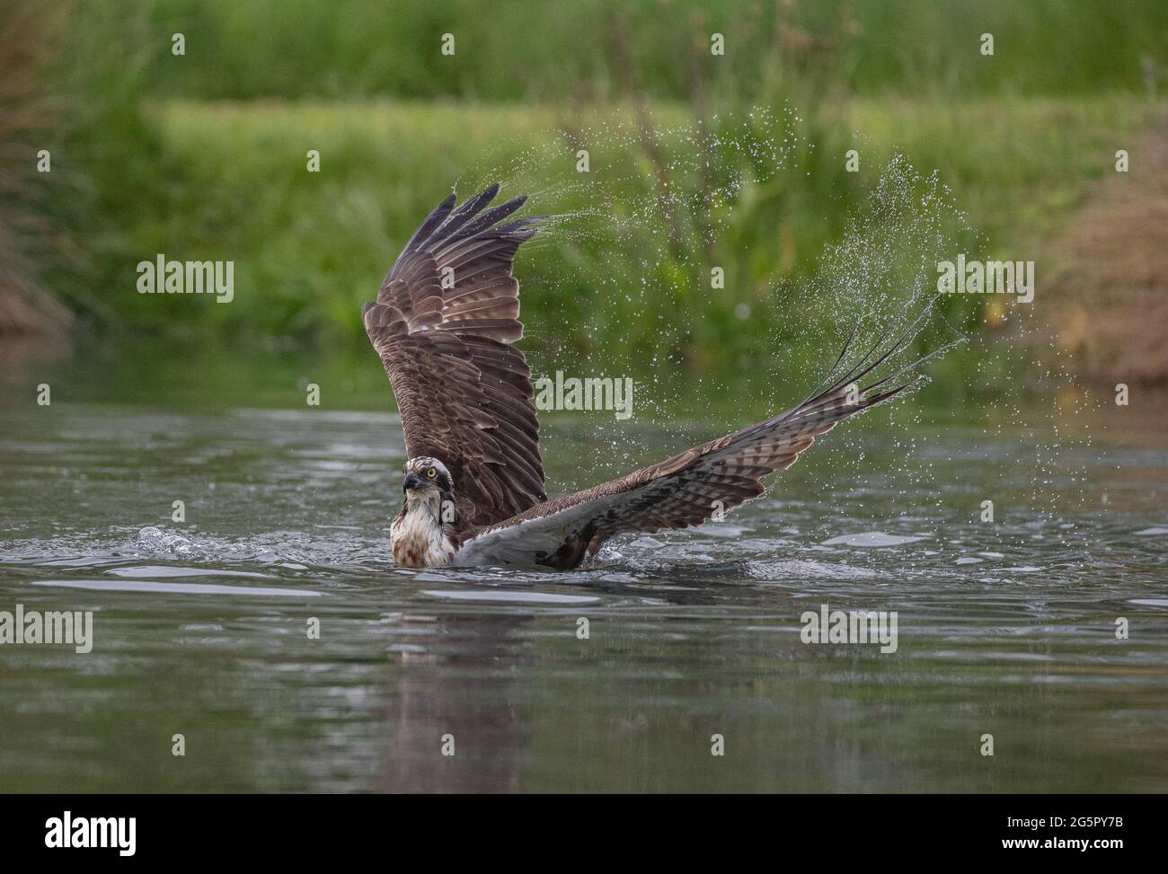 A moitié submergé Osprey (Pandion haliatus) avec de merveilleux motifs de pulvérisation de ses ailes comme il essaie de soulever de l'eau .UK Banque D'Images