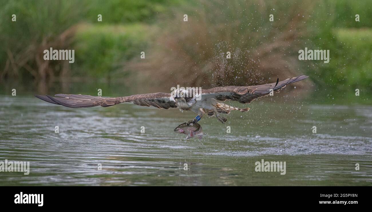 Un gros plan d'un Osprey (Pandion haliatus), des ailes complètement étirées comme il soulève une truite arc-en-ciel de l'eau . Rutland, Royaume-Uni Banque D'Images Un gros plan d'un Osprey (Pandion haliatus), des ailes complètement étirées comme il soulève une truite arc-en-ciel de l'eau . Rutland, Royaume-Uni Banque D'Images