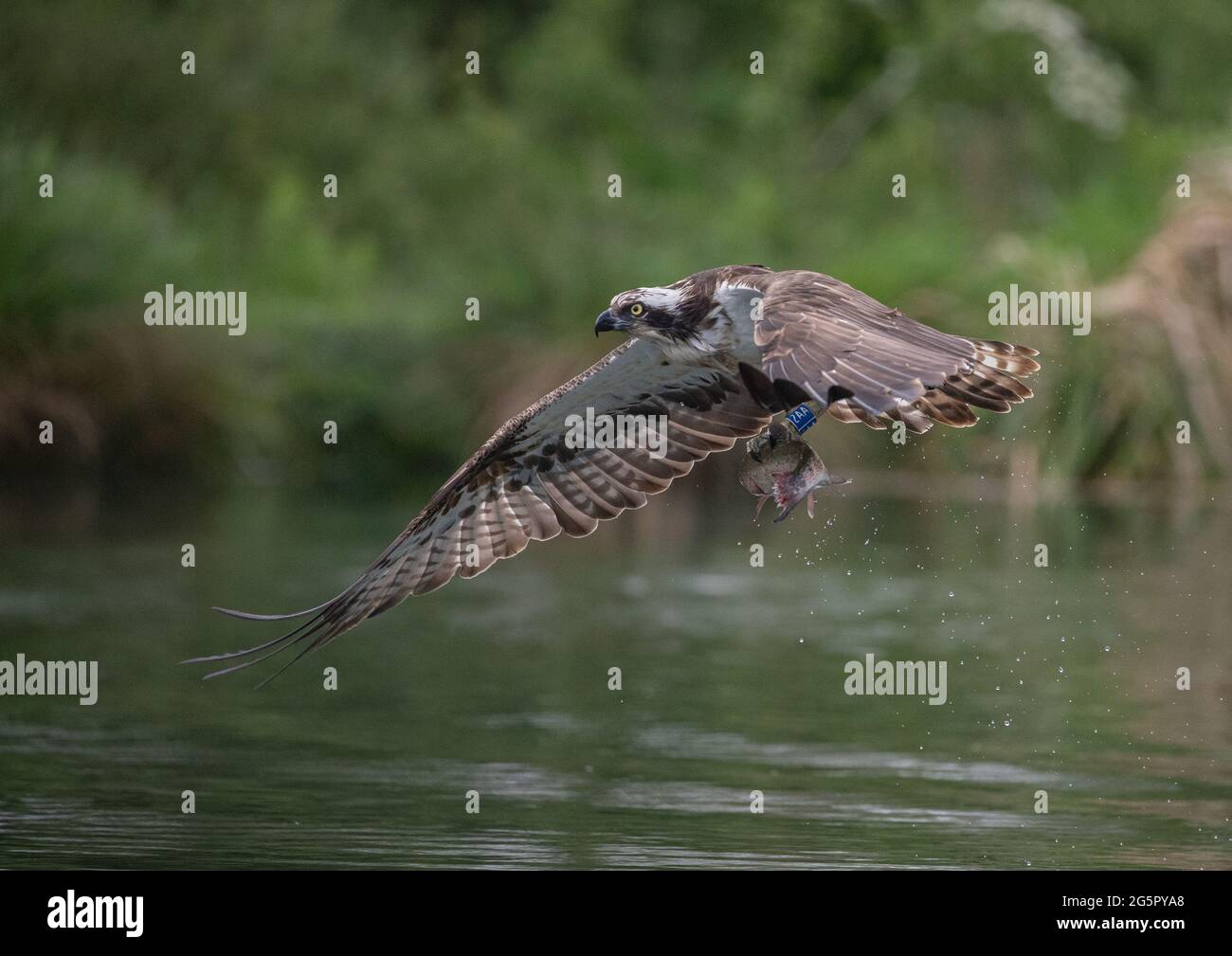 Plan d'action d'une aile Osprey (Pandion haliatus) s'étirant vers le bas, volant de la maison avec une grosse truite qu'il vient de prendre. Rutland, Royaume-Uni. Banque D'Images