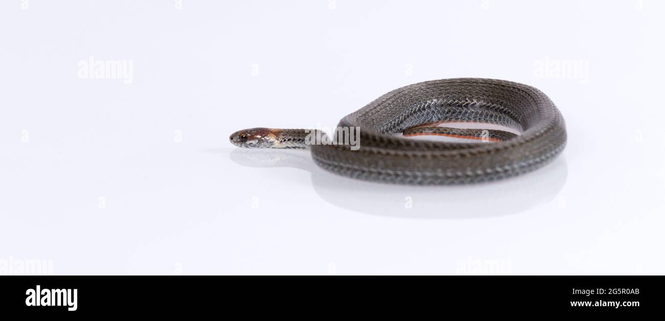 Serpent commun à col annulaire isolé sur fond blanc Banque D'Images