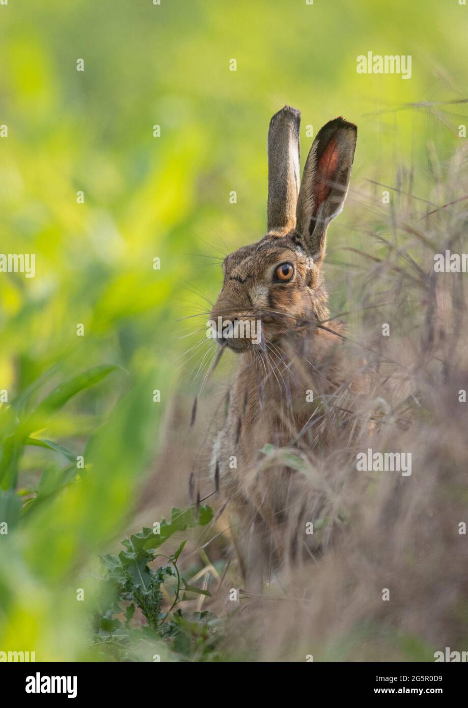 Désherbage naturel - Un lièvre brun grignotant sur de l'avoine sauvage sur un fond de couverture de faisan de maïs vert vif. Suffolk, Royaume-Uni Banque D'Images