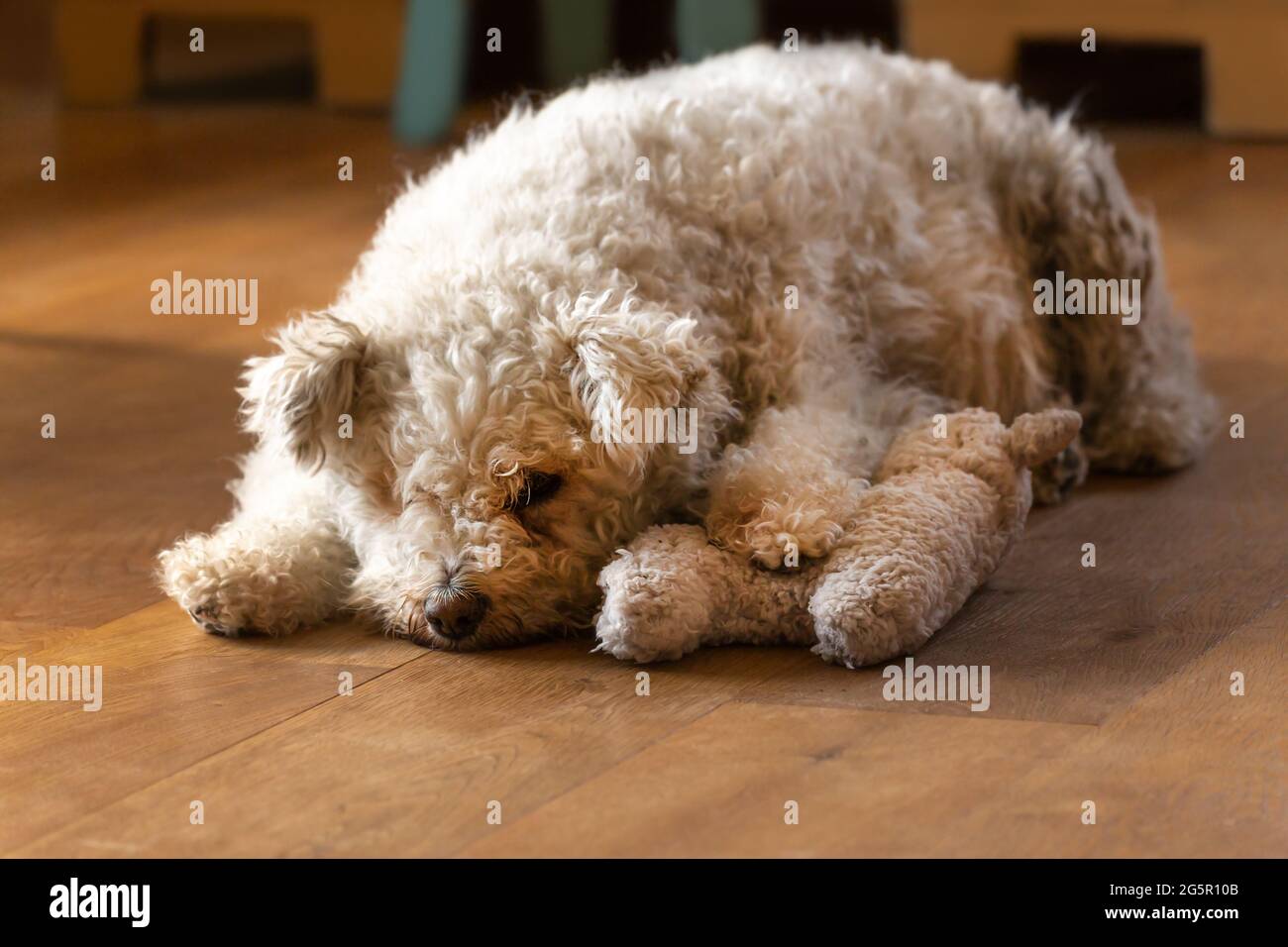 Un chien blanc moelleux pumi repose sur le sol et regarde son jouet en peluche Banque D'Images