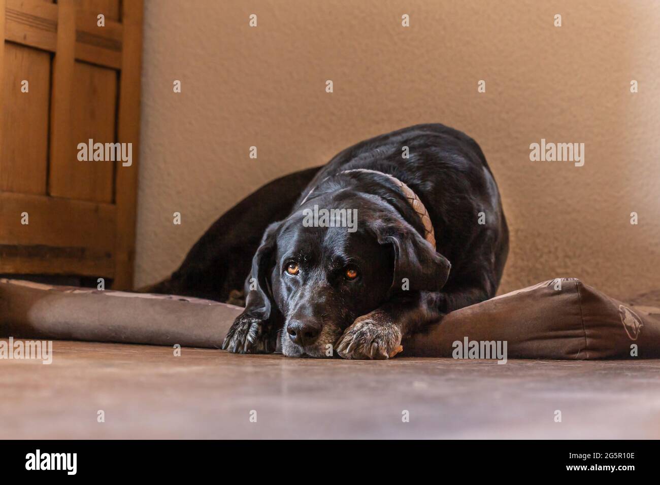 Un chien Labrador retriever noir se trouve à son lit et regarde tristement Banque D'Images