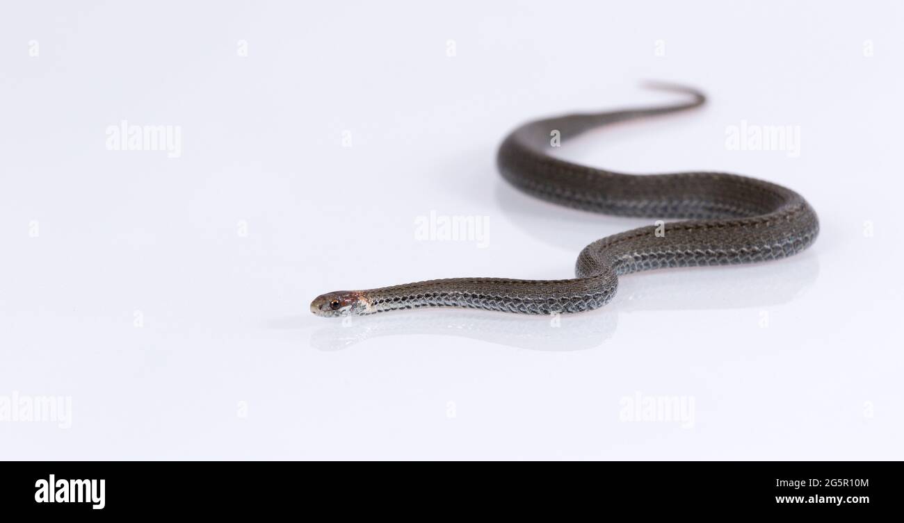 Serpent commun à col annulaire isolé sur fond blanc Banque D'Images