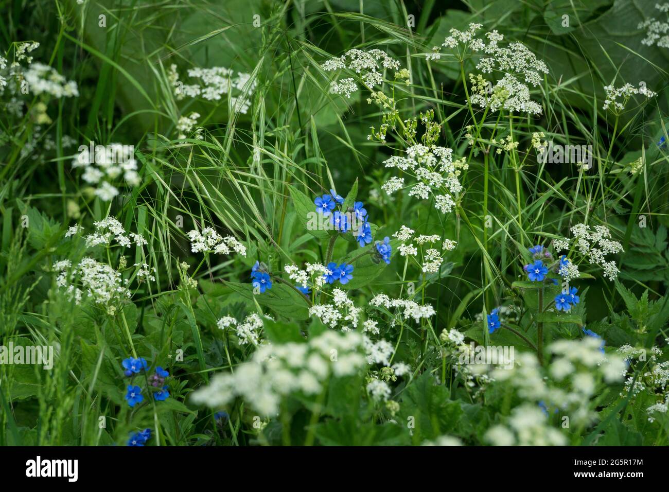 Fleur bleue (alcanet vert) parmi le persil blanc Banque D'Images